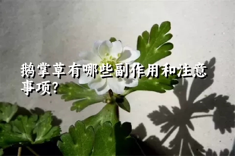 鹅掌草有哪些副作用和注意事项？