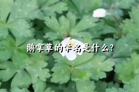 鹅掌草的学名是什么？