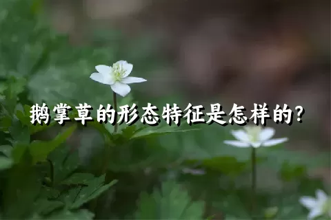 鹅掌草的形态特征是怎样的？