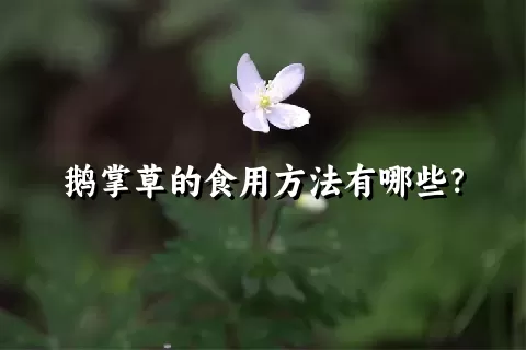 鹅掌草的食用方法有哪些？