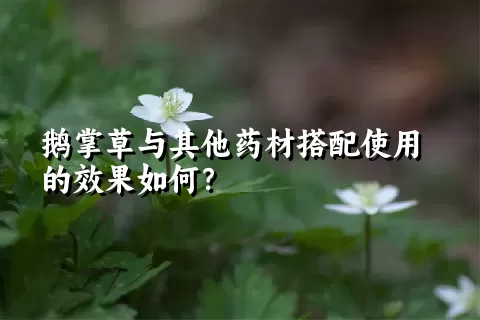 鹅掌草与其他药材搭配使用的效果如何？