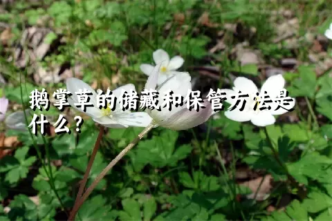 鹅掌草的储藏和保管方法是什么？