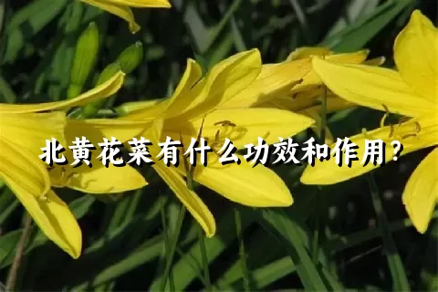 北黄花菜有什么功效和作用？