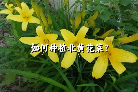 如何种植北黄花菜？