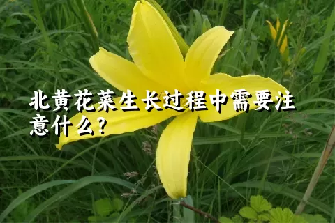 北黄花菜生长过程中需要注意什么？