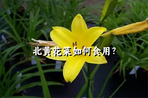 北黄花菜如何食用？