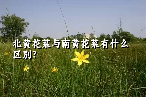 北黄花菜与南黄花菜有什么区别？