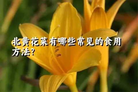 北黄花菜有哪些常见的食用方法？