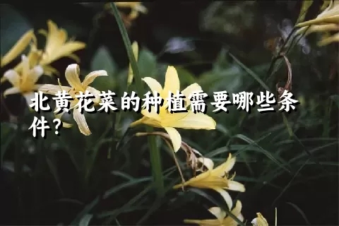 北黄花菜的种植需要哪些条件？