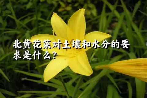 北黄花菜对土壤和水分的要求是什么？