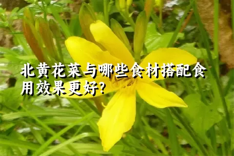 北黄花菜与哪些食材搭配食用效果更好？