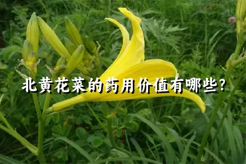 北黄花菜的药用价值有哪些？