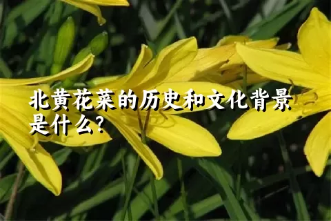 北黄花菜的历史和文化背景是什么？