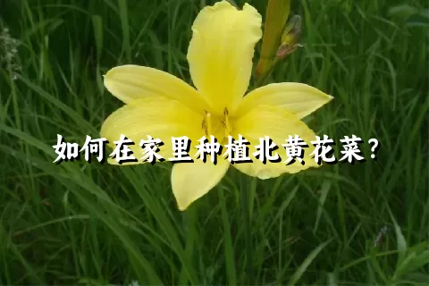 如何在家里种植北黄花菜？