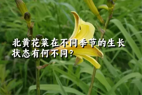 北黄花菜在不同季节的生长状态有何不同？