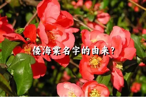 倭海棠名字的由来？