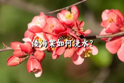 倭海棠如何浇水？