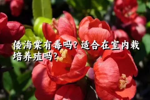 倭海棠有毒吗？适合在室内栽培养殖吗？