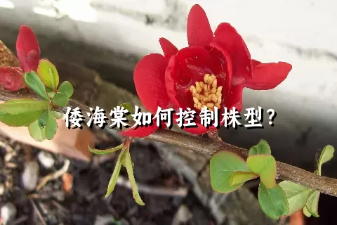 倭海棠如何控制株型？