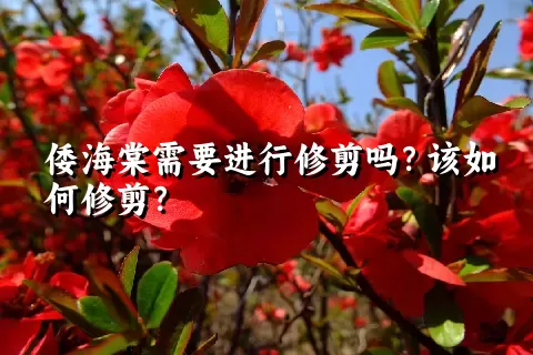 倭海棠需要进行修剪吗？该如何修剪？