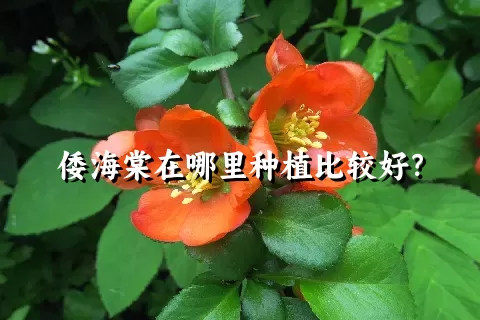 倭海棠在哪里种植比较好？