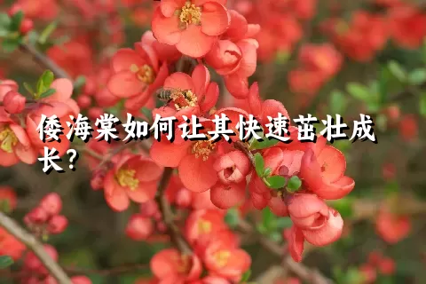 倭海棠如何让其快速茁壮成长？