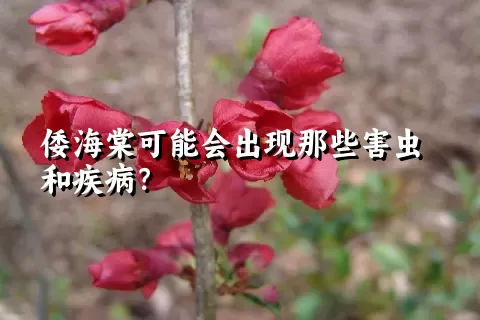 倭海棠可能会出现那些害虫和疾病？