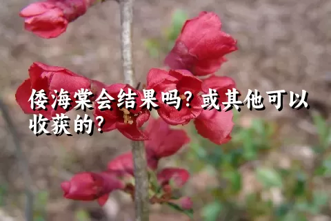 倭海棠会结果吗？或其他可以收获的？