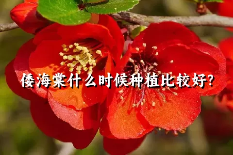 倭海棠什么时候种植比较好？