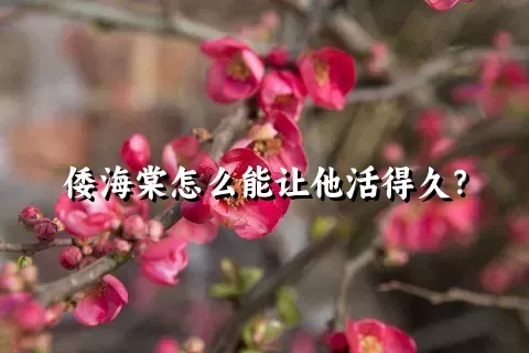 倭海棠怎么能让他活得久？