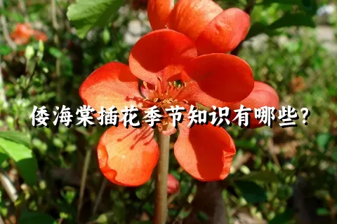 倭海棠插花季节知识有哪些？