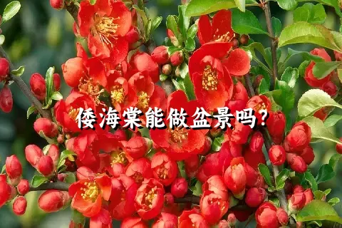 倭海棠能做盆景吗？