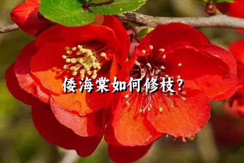 倭海棠如何修枝？