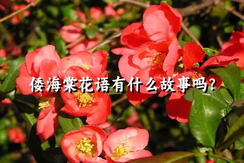 倭海棠花语有什么故事吗？