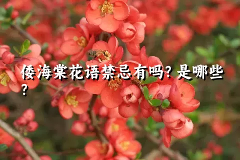 倭海棠花语禁忌有吗？是哪些？