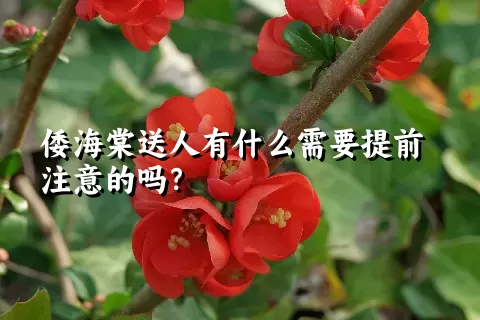 倭海棠送人有什么需要提前注意的吗？