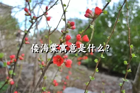 倭海棠寓意是什么？