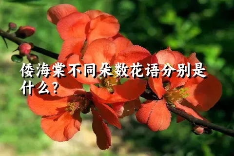 倭海棠不同朵数花语分别是什么？