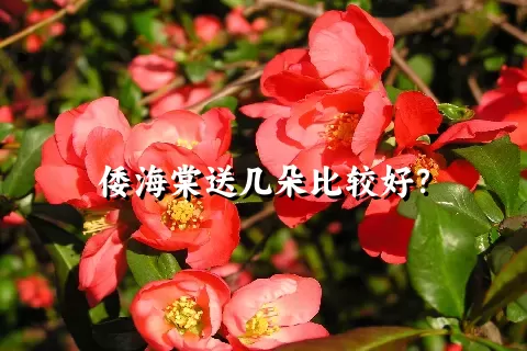 倭海棠送几朵比较好？