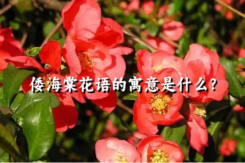 倭海棠花语的寓意是什么？