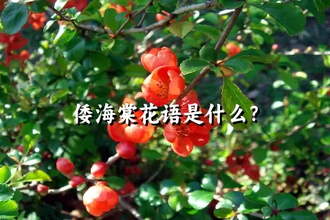 倭海棠花语是什么？