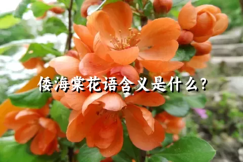 倭海棠花语含义是什么？