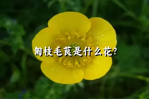 匍枝毛茛是什么花？