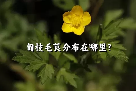 匍枝毛茛分布在哪里?