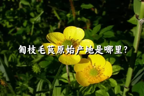 匍枝毛茛原始产地是哪里？