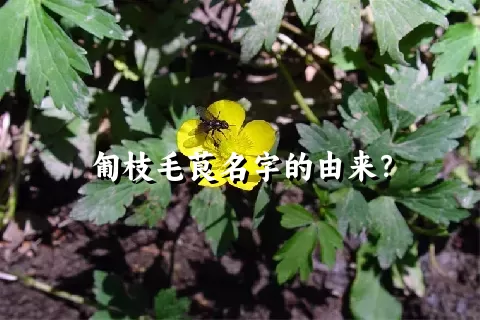 匍枝毛茛名字的由来？