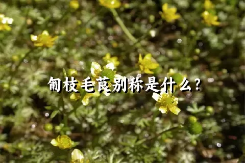 匍枝毛茛别称是什么？