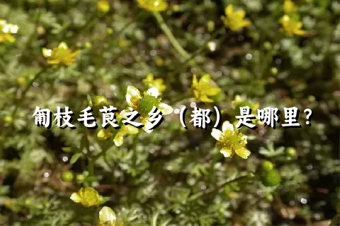 匍枝毛茛之乡（都）是哪里？