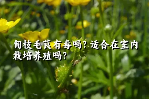 匍枝毛茛有毒吗？适合在室内栽培养殖吗？