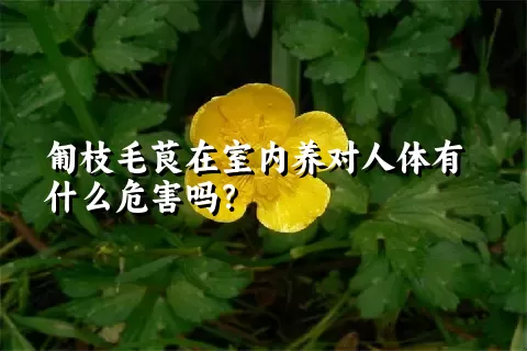 匍枝毛茛在室内养对人体有什么危害吗？